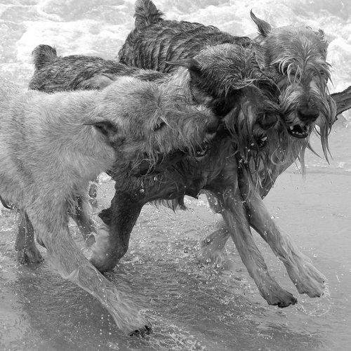 Photo #5264289