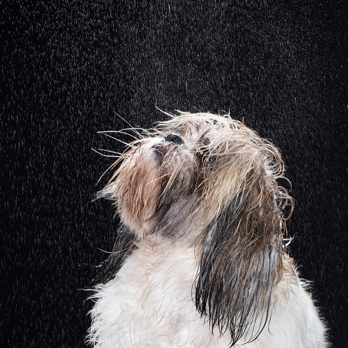 Photo #5264616