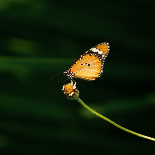 Photo #5265074