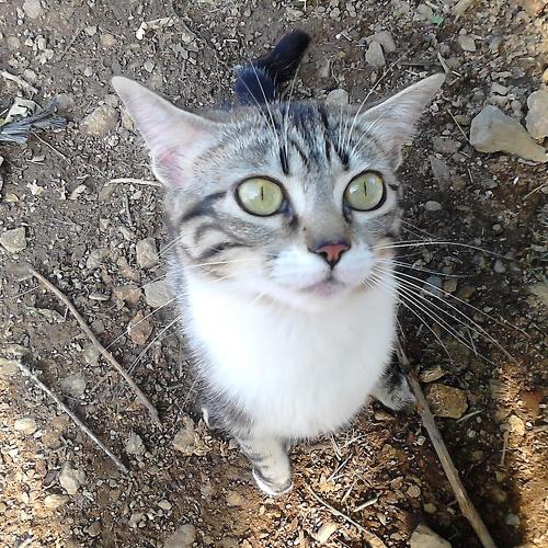 Photo #5265132