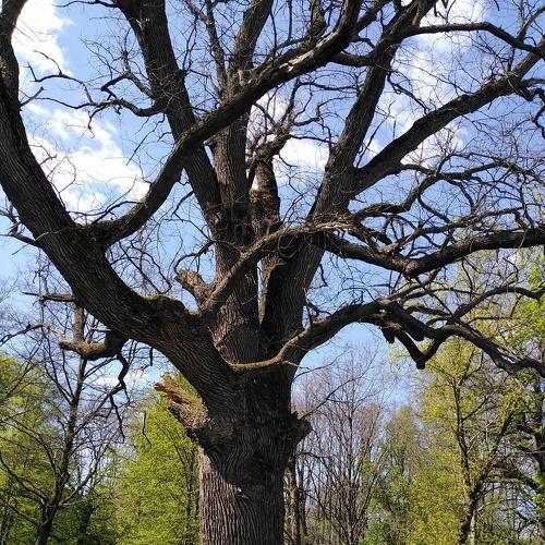 Photo #5266579