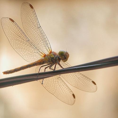 Photo #5266804