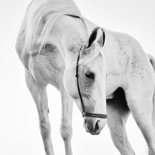 MArwari horse. INDIA
