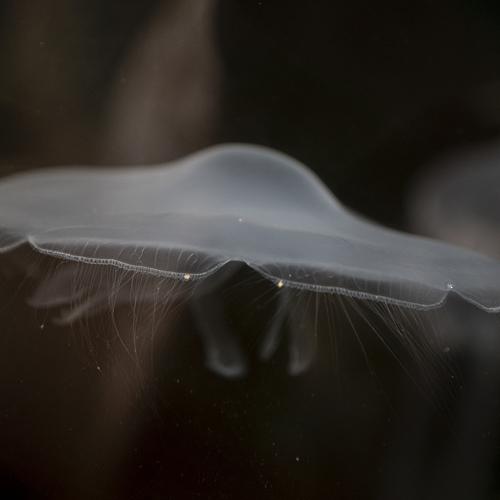 Photo #5266958