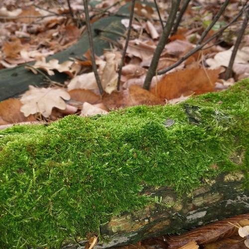 Photo #5267858