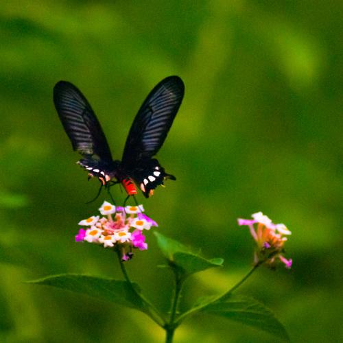 Photo #5268200