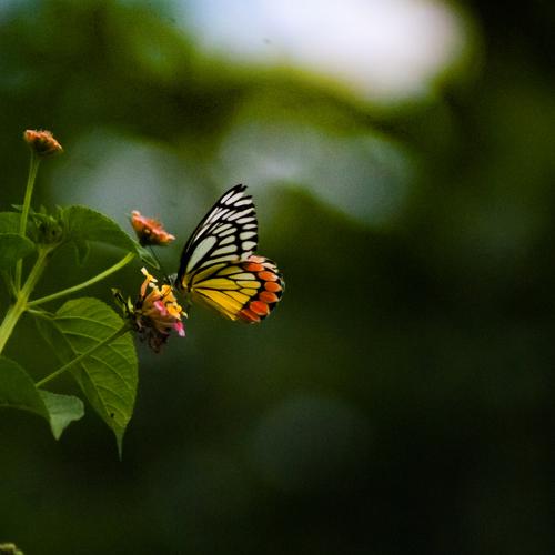 Photo #5268206