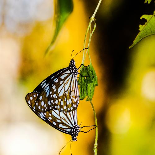 Photo #5268260