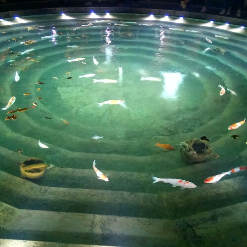 Photo #5269755