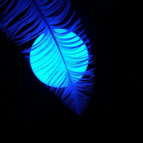 Photo #5270262