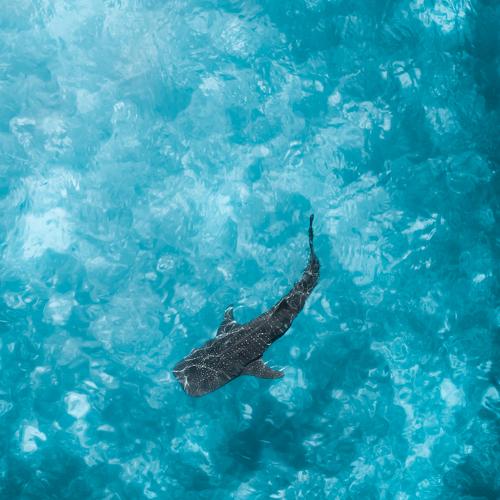Whale Shark