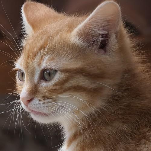 Photo #5270444