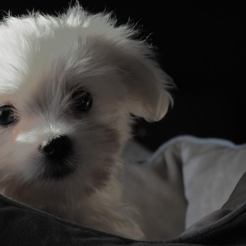 Photo #5270445