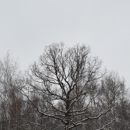 Первый снег