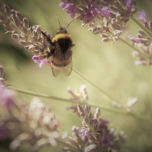 Photo #5271162