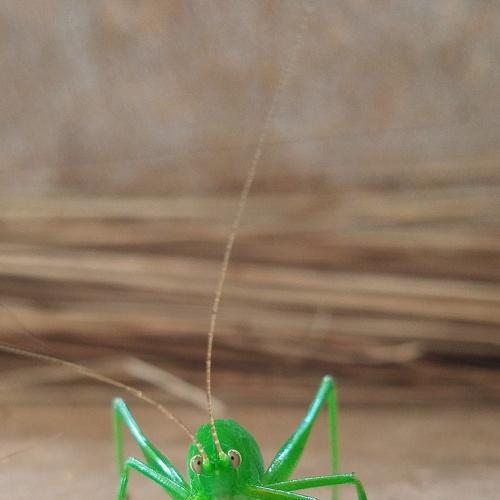 Photo #5271835