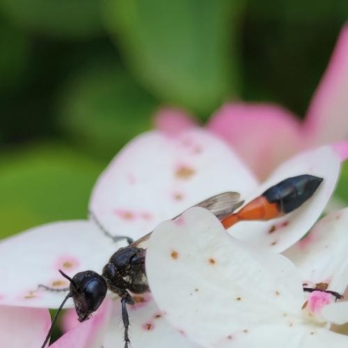 Photo #5272097