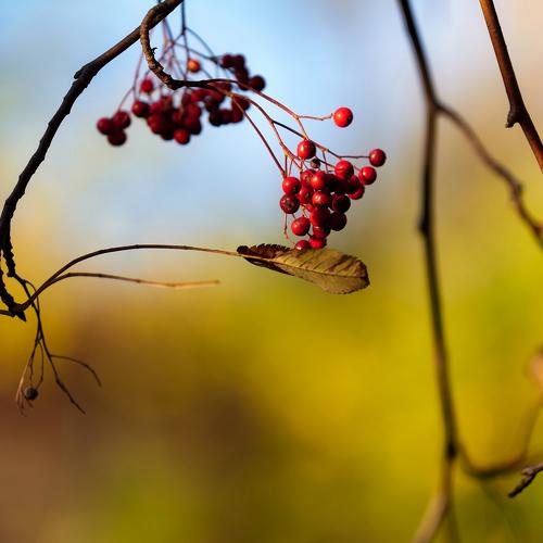 Photo #5272486