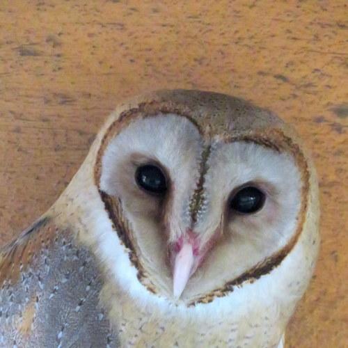 Photo #5272575
