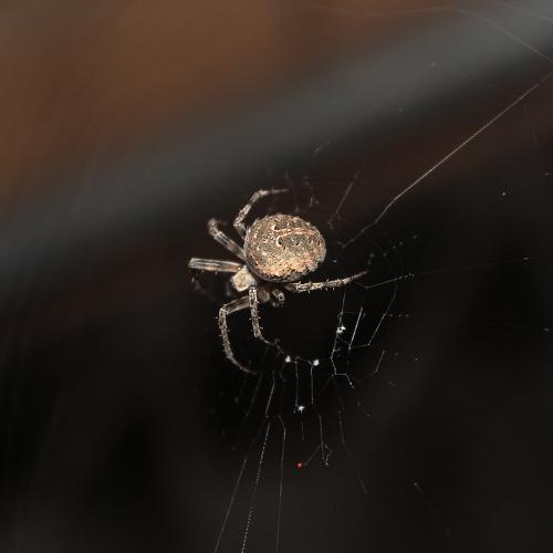 Golden Spider