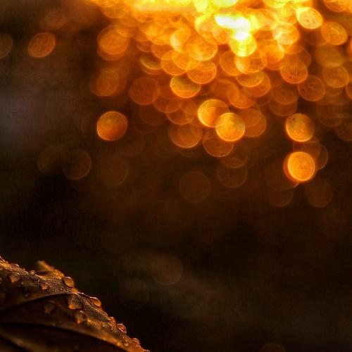 Photo #5272821