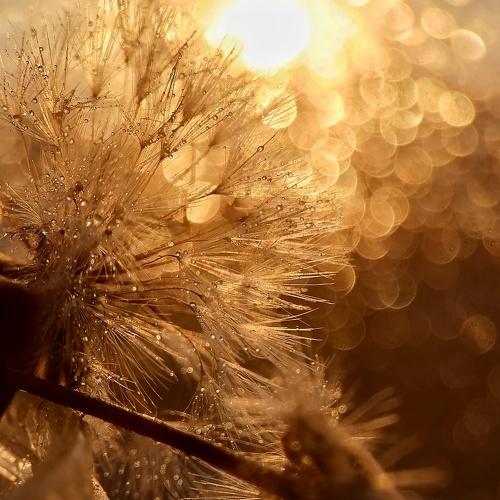 Photo #5272822