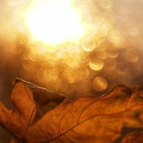 Photo #5272824
