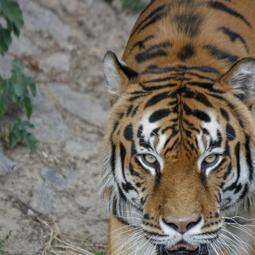 Photo #5273168