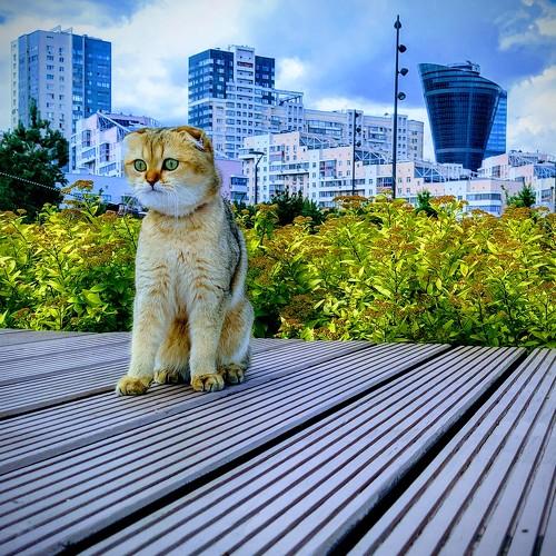 Photo #5274752
