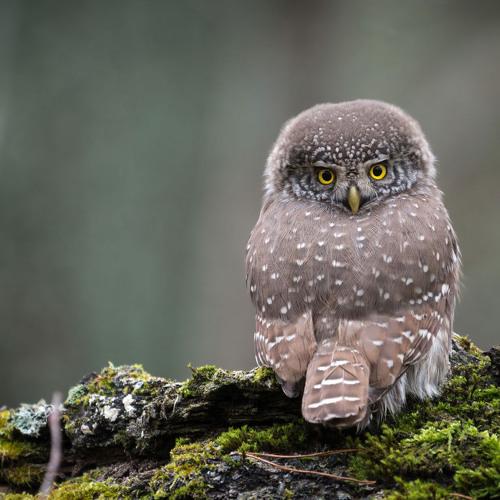 Круговой обзор.