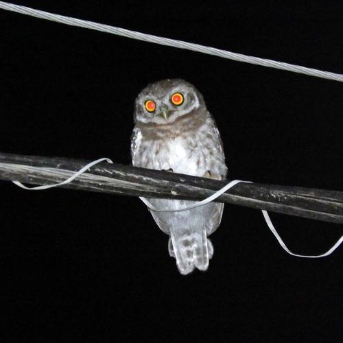 Photo #5275927