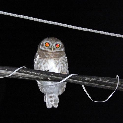 Photo #5275936
