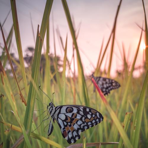 Photo #5276554