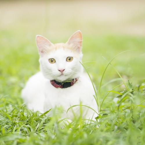 Photo #5277123