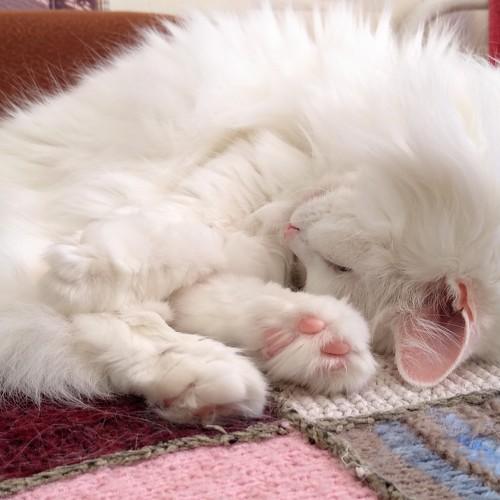 Photo #5277991