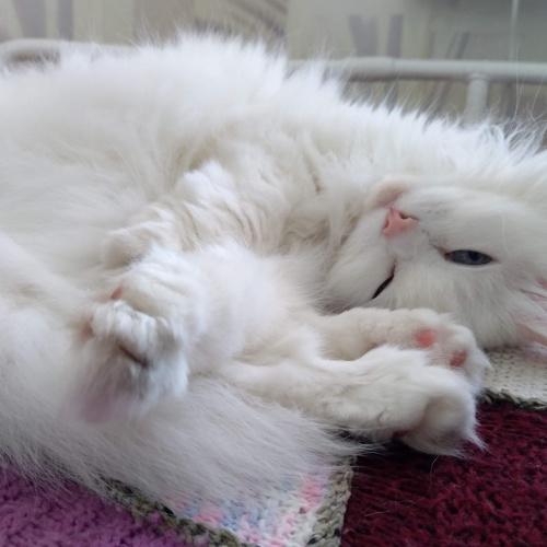 Photo #5277999