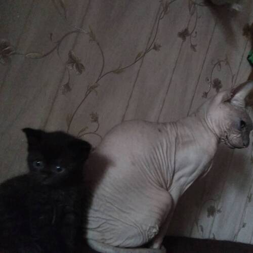 Photo #5278474