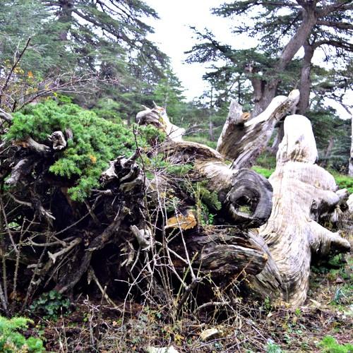 Photo #5280000