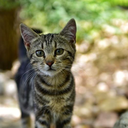 Photo #5280103