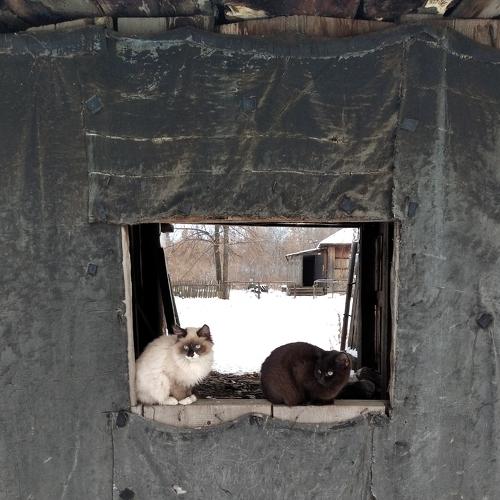 Photo #5280678