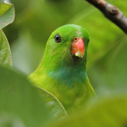 The Green Portrait