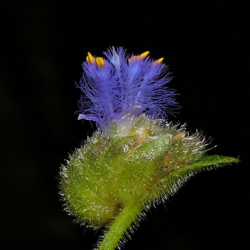 The delicate beauty