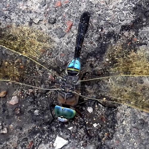 Photo #5281421