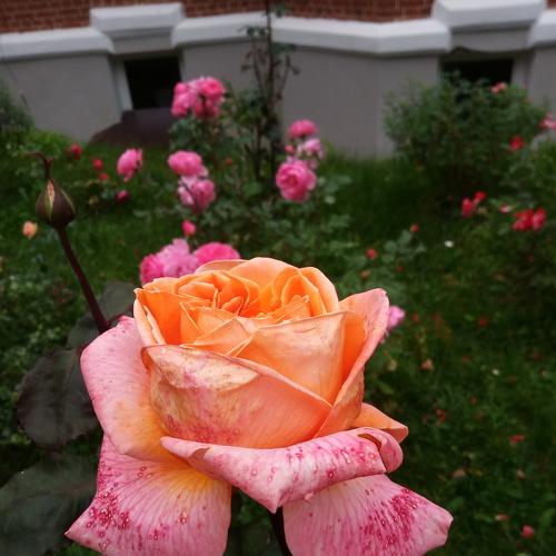 Photo #5281568