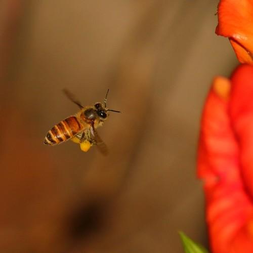 Honey Bee and its Honey Bag