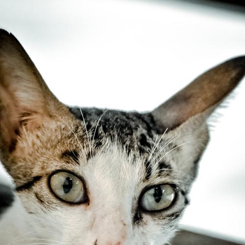 Photo #5282095