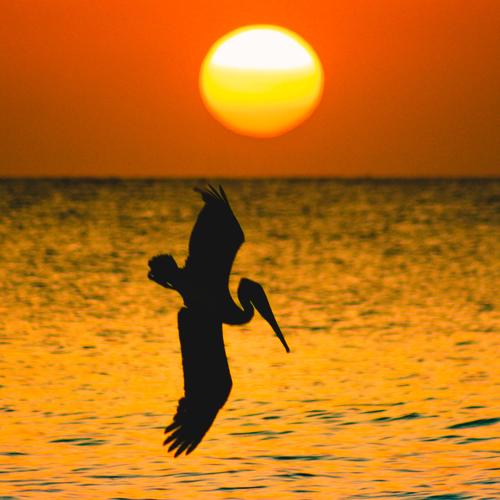 Pelican Diving at Sunset