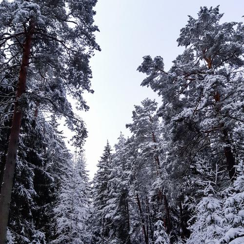 Photo #5285384