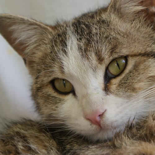 Photo #5285691