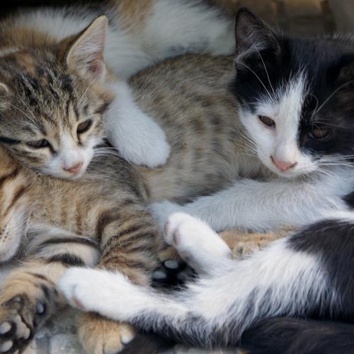 Photo #5285699